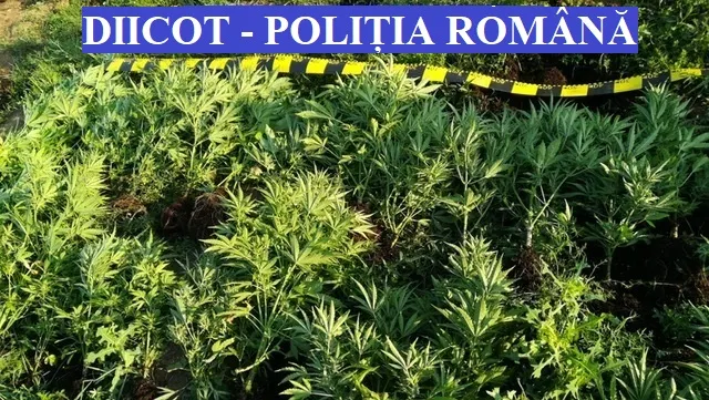 12 traficanți de cannabis reținuți! Au fost efectuate percheziţii în Cluj şi Bistriţa-Năsăud