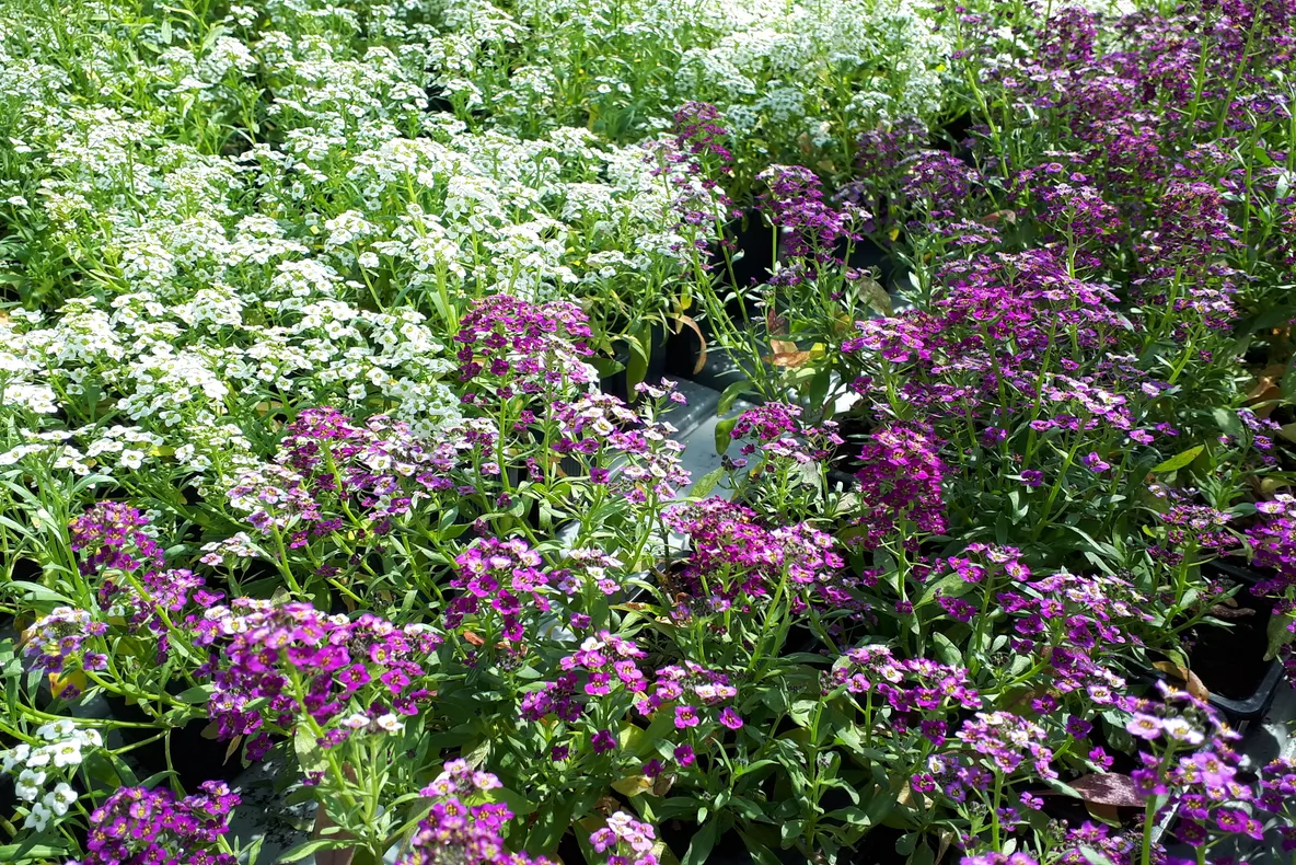 USAMV pune în vânzare flori și plante aromatice