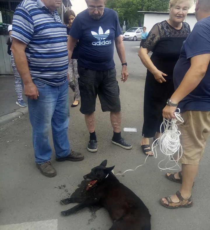 CRUZIME: câine tras cu un cablu după maşină într-un cartier din Cluj-Napoca