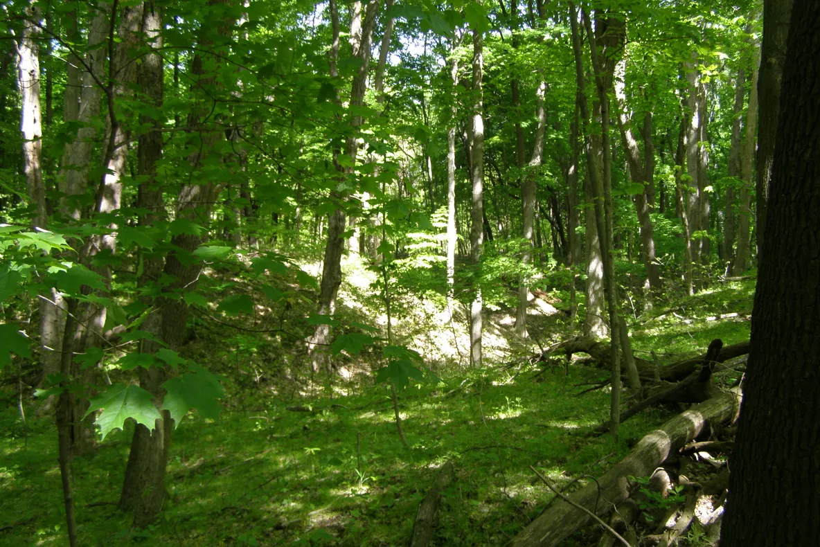 Acțiune de ecologizare a Padurii Făget