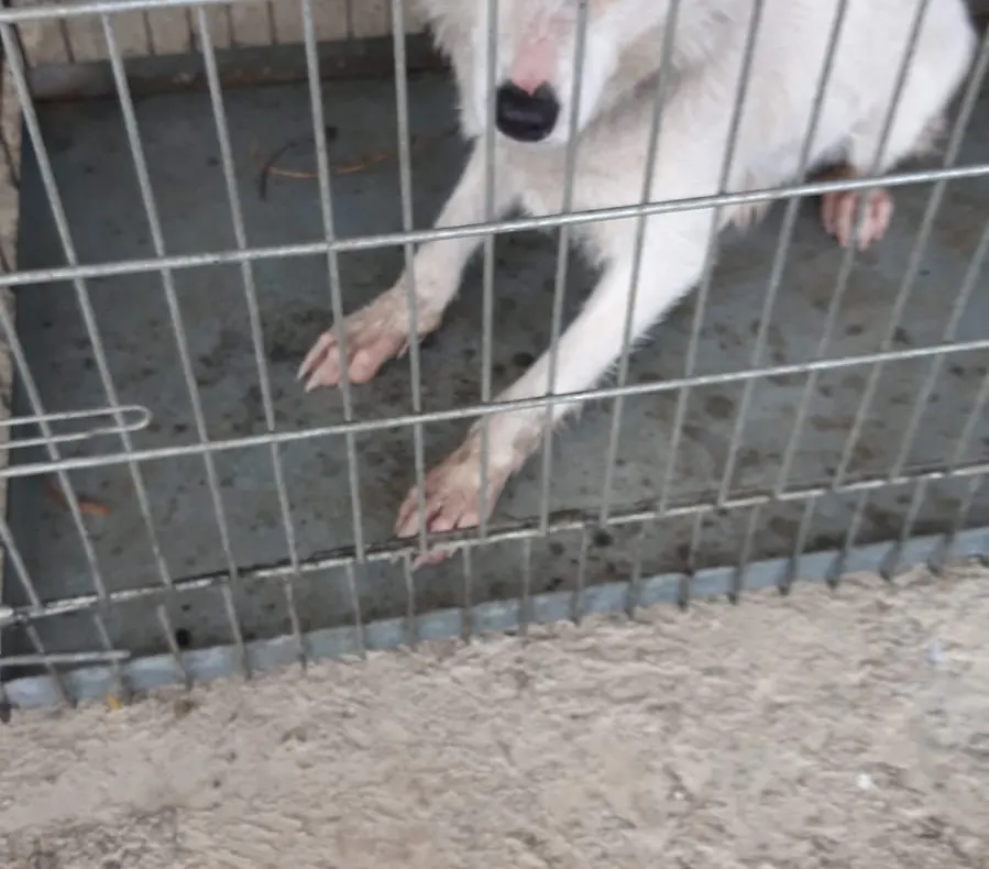 VIDEO | Caz şocant în judeţul Cluj: un bărbat şi-a violat câinele