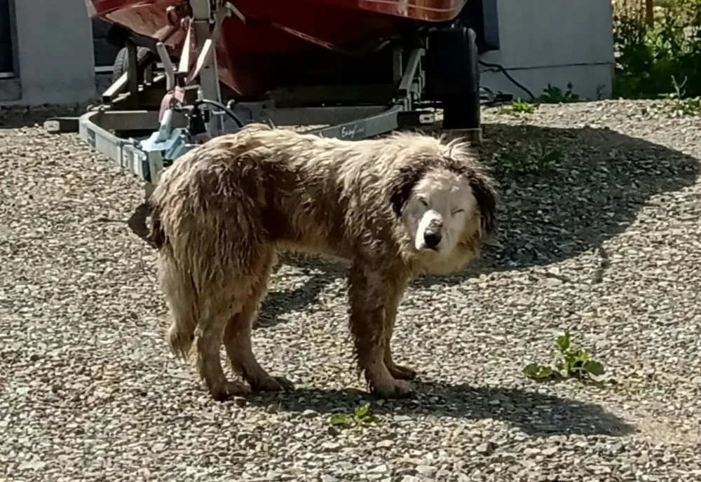 FOTO | Câine salvat de pompierii clujeni dintr-un șanț cu gunoaie