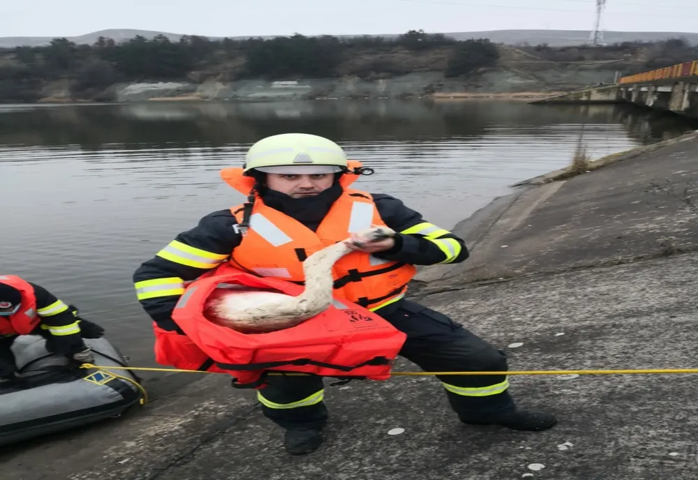 FOTO | Intervenţie inedită a pompierilor clujeni! Au salvat o lebădă