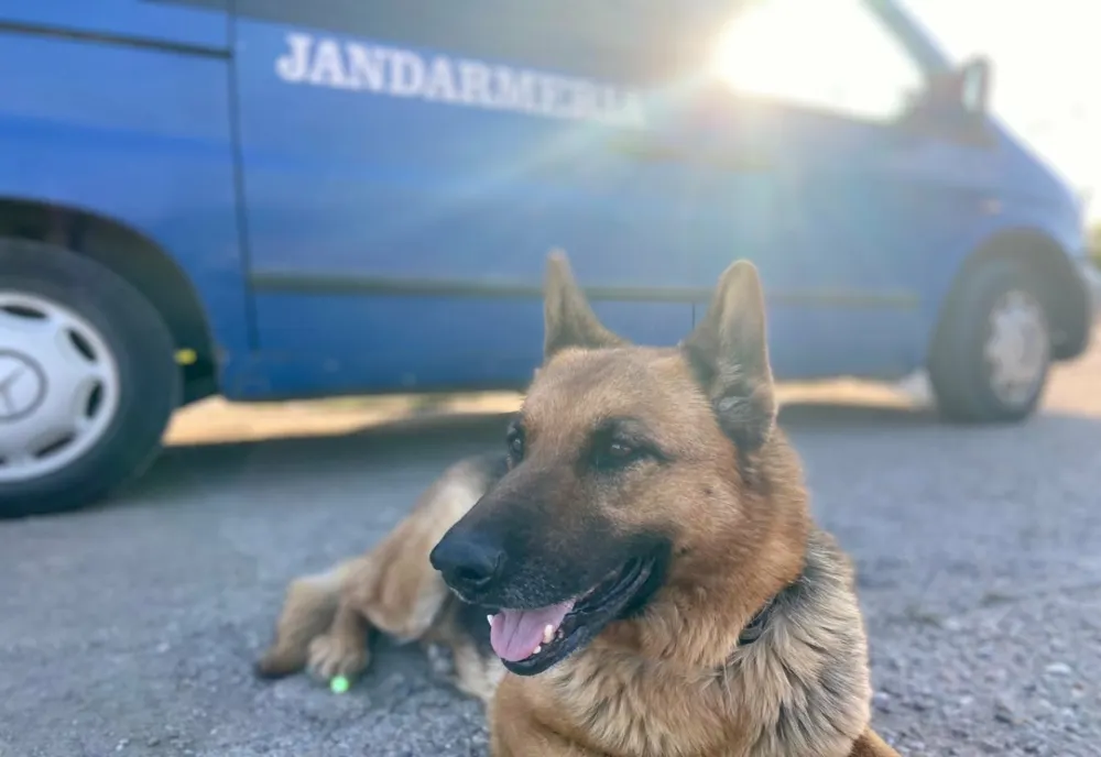 Doi câini ai Inspectoratului de Jandarmi Județean Cluj au ieşit la pensie