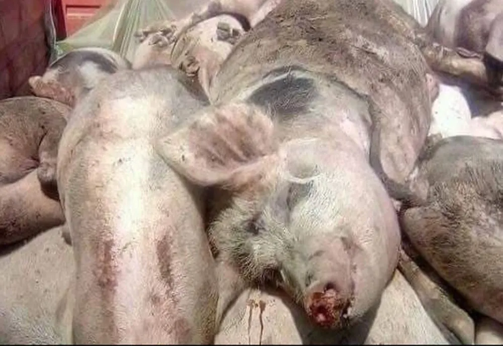 Nou focar de pestă porcină, în Bistrița-Năsăud! Zona de supraveghere se întinde până în județul Cluj
