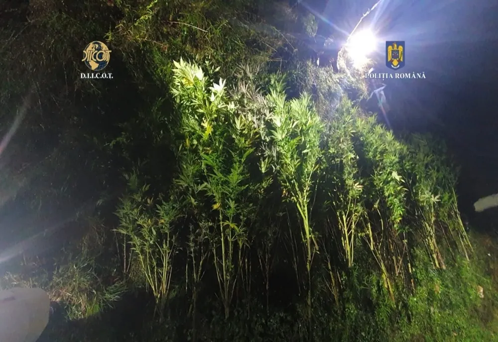 Cultură cu peste 40 de plante de cannabis descoperită într-o pădure de lângă Cluj-Napoca (FOTO)