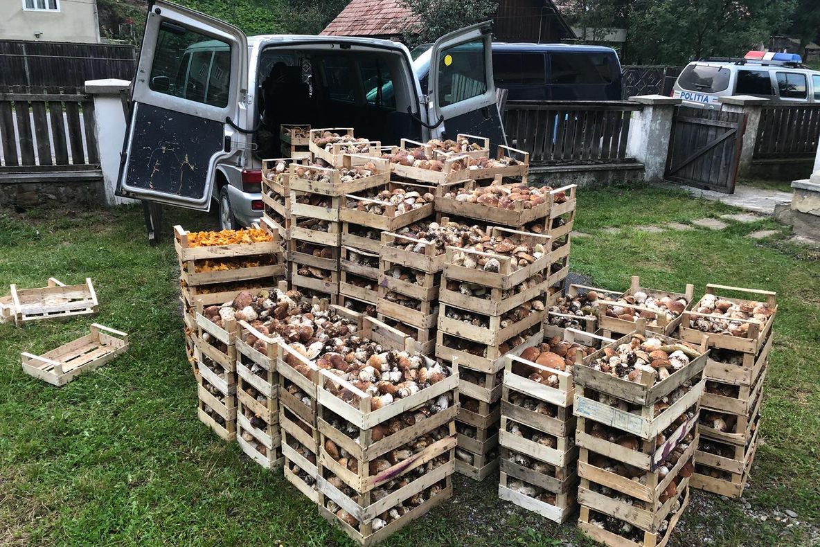FOTO | 64 de persoane legitimate şi peste 1000 de kilograme de ciuperci confiscate de poliţişti