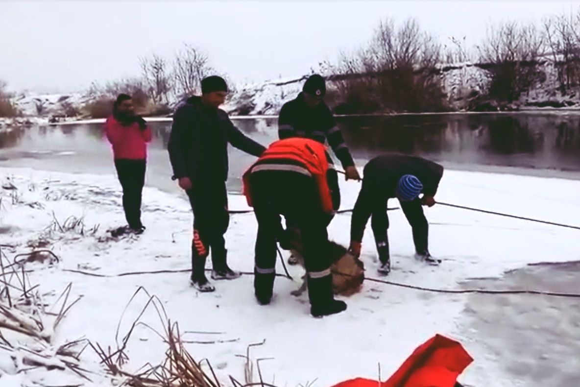 VIDEO | Operaţiune de salvare a unui câine din apele îngheţate ale râului Someșului