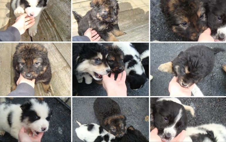 Un cățel adoptat, cadoul perfect de 8 Martie