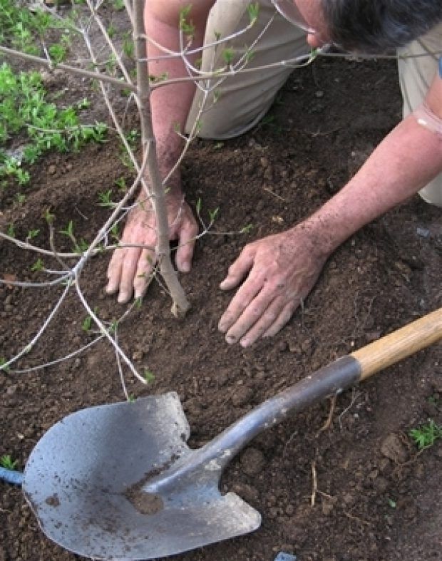 Acțiune de plantare de copaci în zona pădurii Feleacu