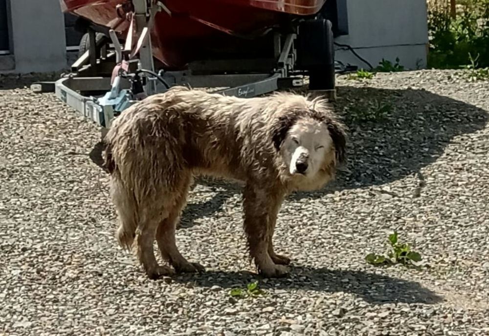 FOTO | Câine salvat de pompierii clujeni dintr-un șanț cu gunoaie