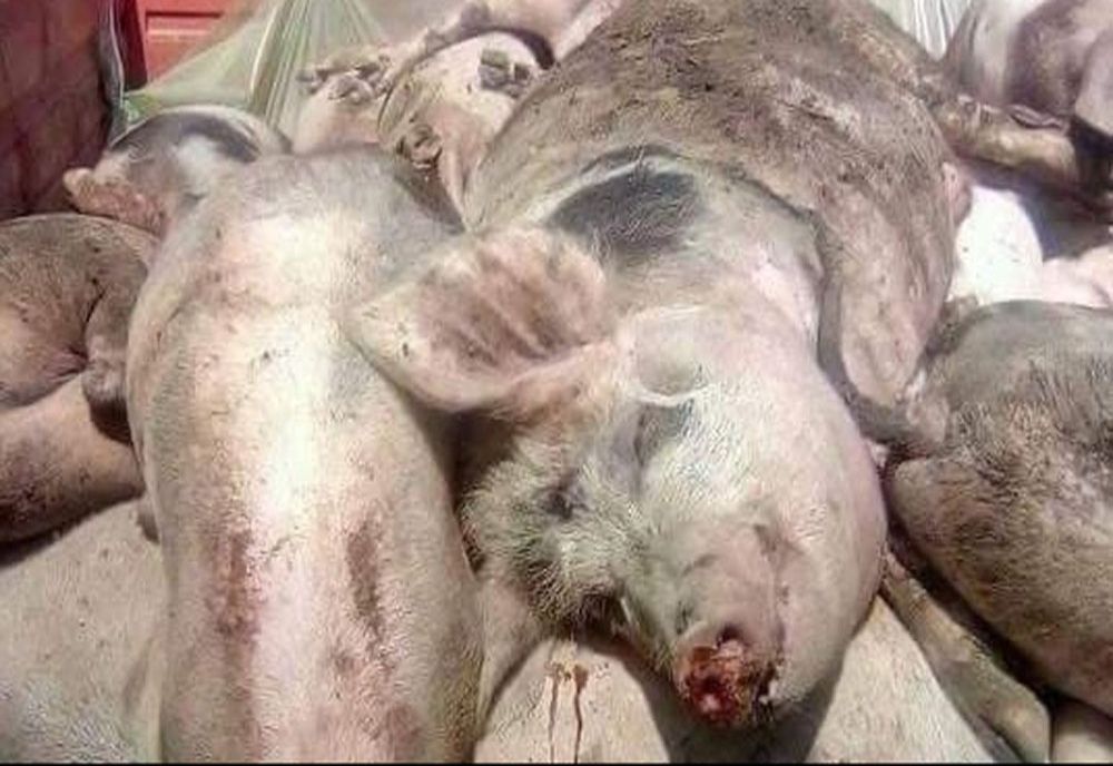 Nou focar de pestă porcină, în Bistrița-Năsăud! Zona de supraveghere se întinde până în județul Cluj