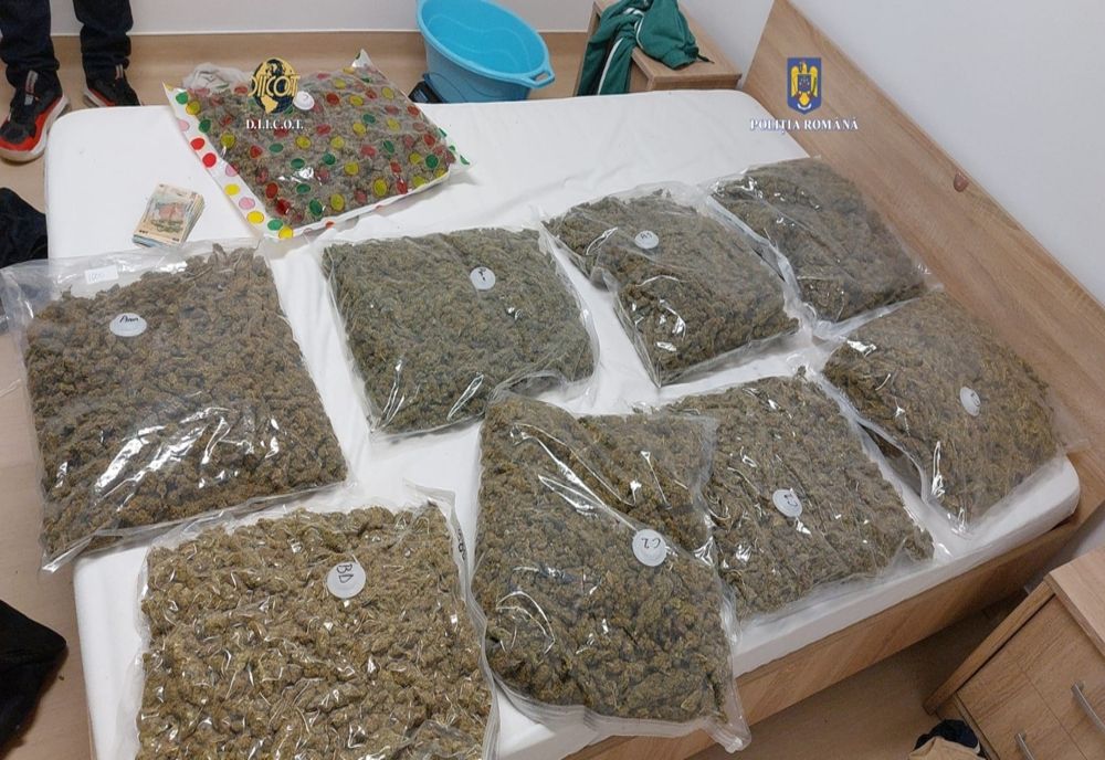 Droguri descoperite la un clujean: peste 10 kilograme de cannabis (FOTO)