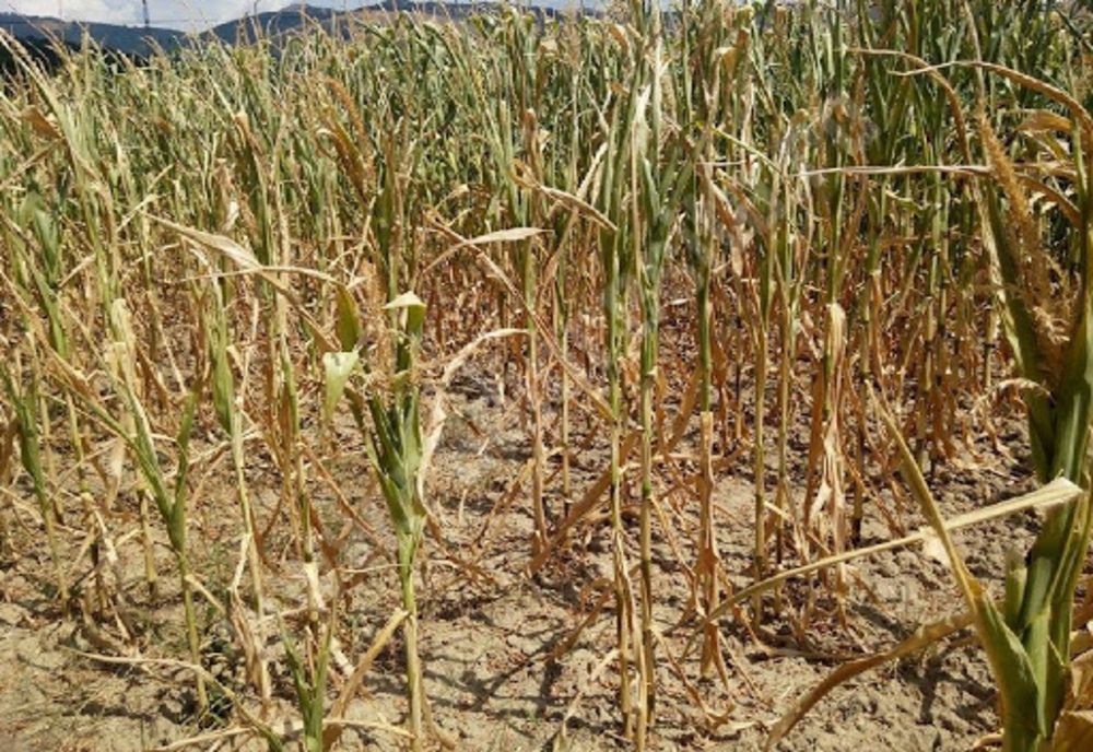 AGRICULTURA AFECTATĂ DE SECETĂ ȘI CANICULĂ
