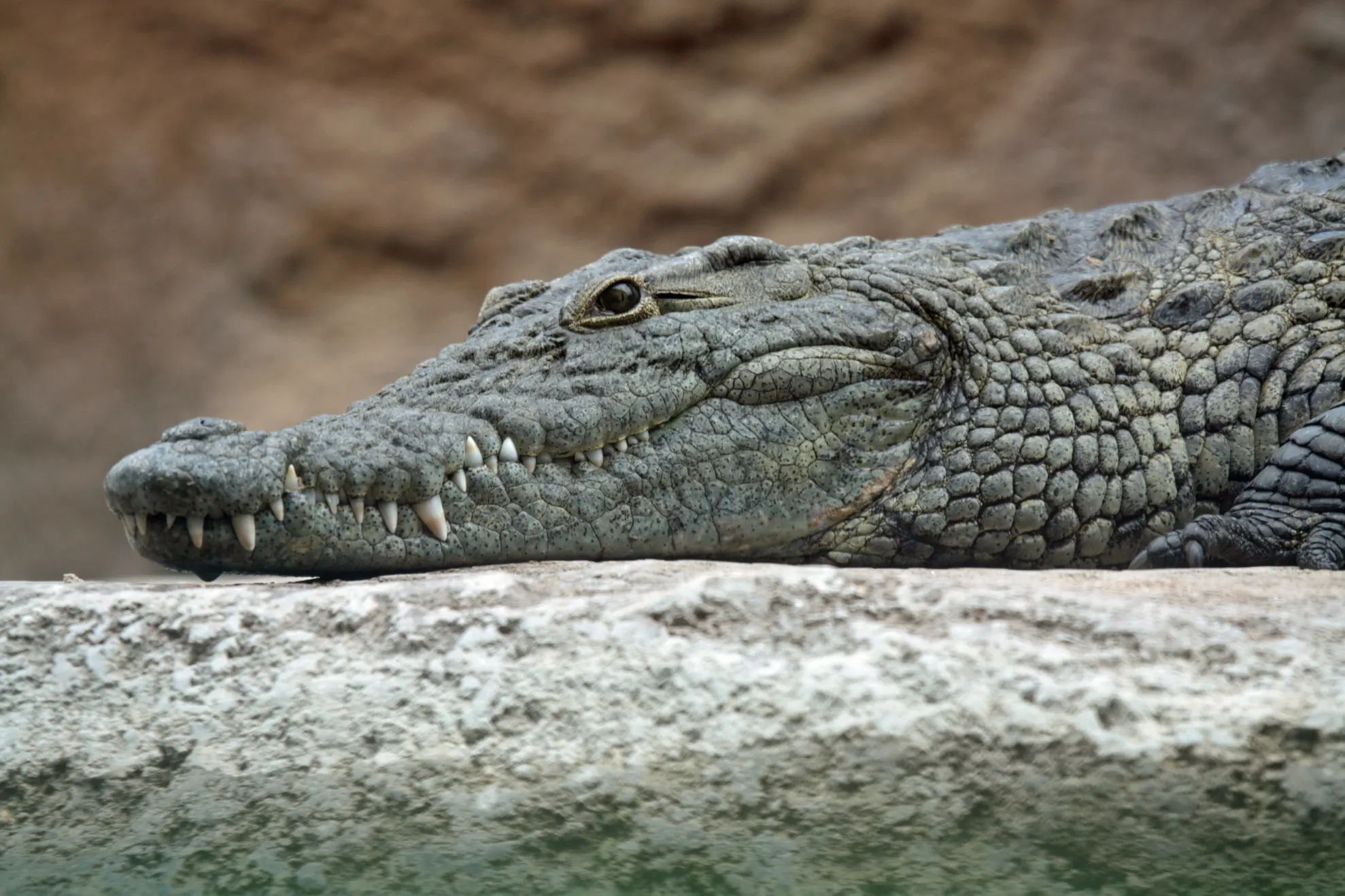 crocodil