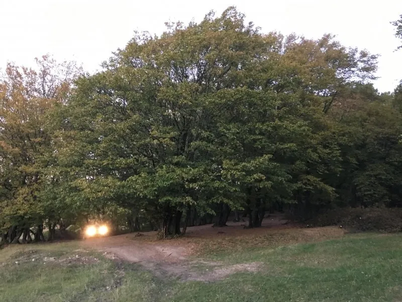 padurea baciu