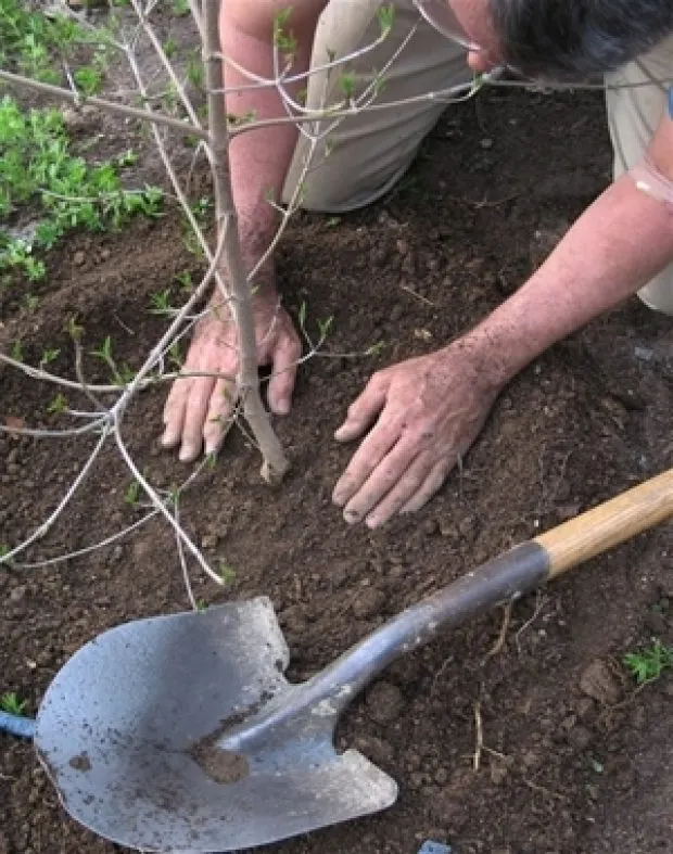 plantare puiet