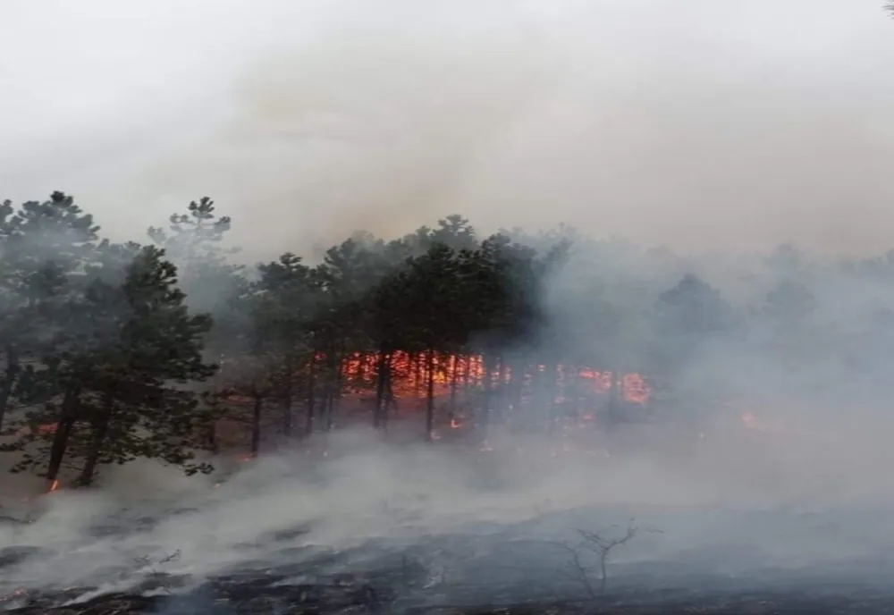 VIDEO | Arde Pădurea Făget de lângă Cluj-Napoca