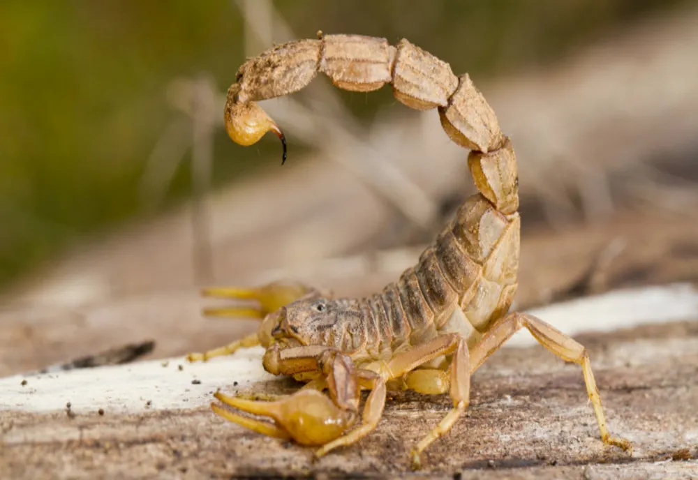  ZECI DE SCORPIONI CARPATINI OBSERVAȚI PE FONDUL TEMPERATURILOR RIDICATE