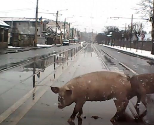 porci cluj