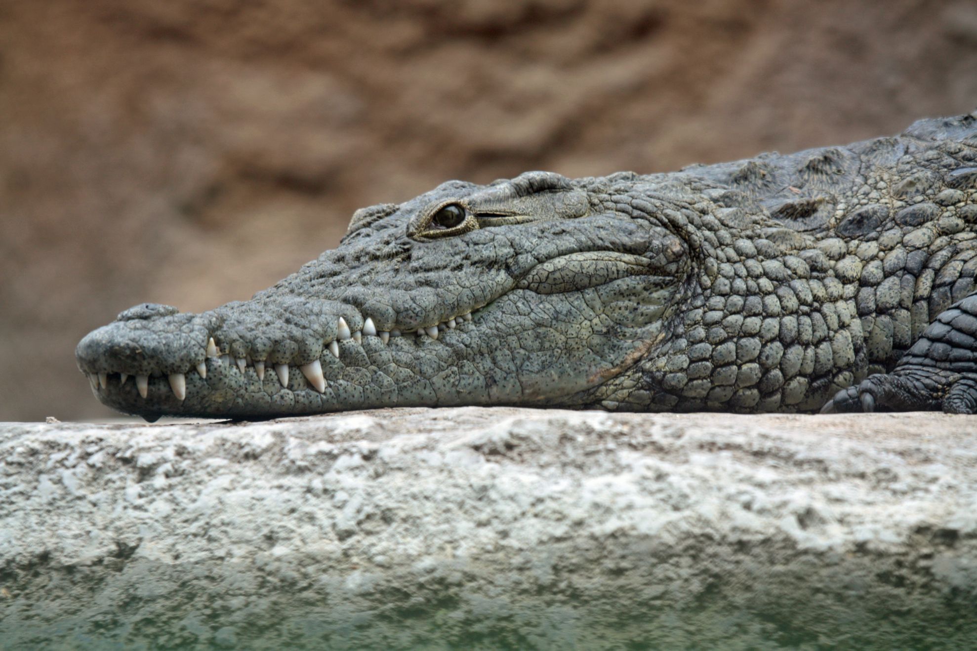 crocodil