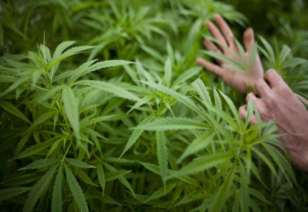Legea care prevede legalizarea canabisului pentru uz medical a trecut tacit de Senat