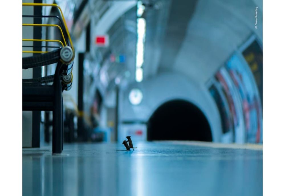 LONDRA - Sam Rowley a câștigat premiul pentru cel mai bun fotograf al anului. El a reușit să imortalizeze o luptă între doi șoareci