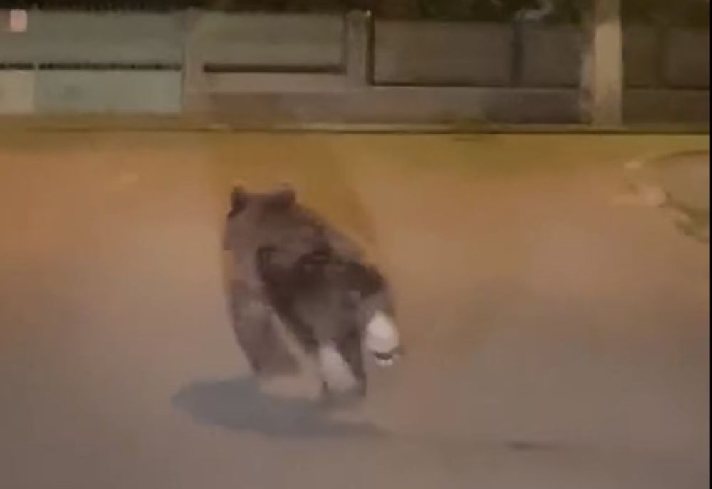 VIDEO | Urs filmat pe străzile oraşului Câmpia Turzii