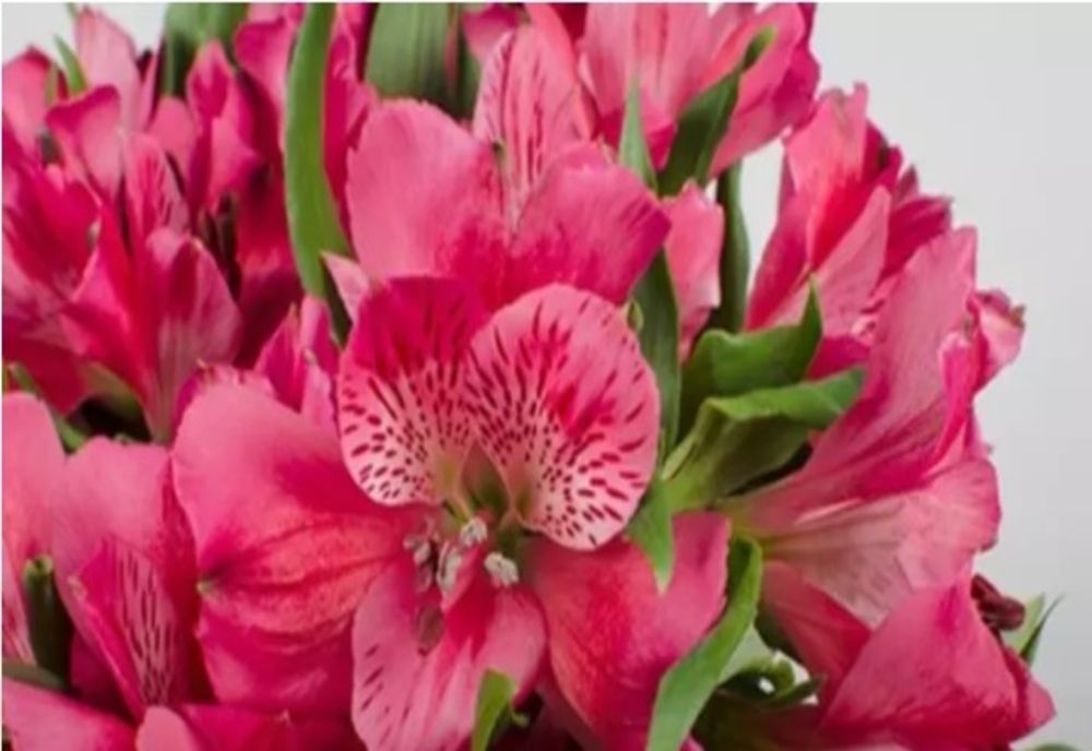 Flowers Market Holland, excelență dovedită în peste 25 de ani. Cele mai spectaculoase flori, la un click distanță 