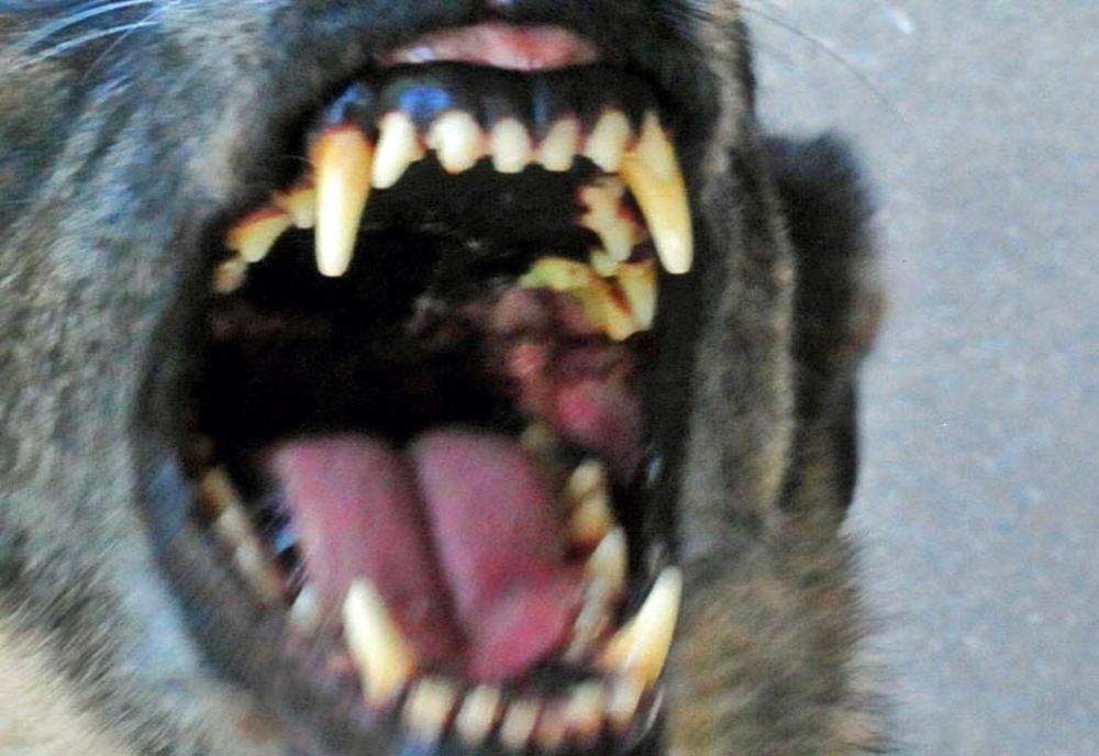Copil de 4 ani muşcat de un câine în Parcul Central din Cluj! Proprietarul a lăsat câinele liber