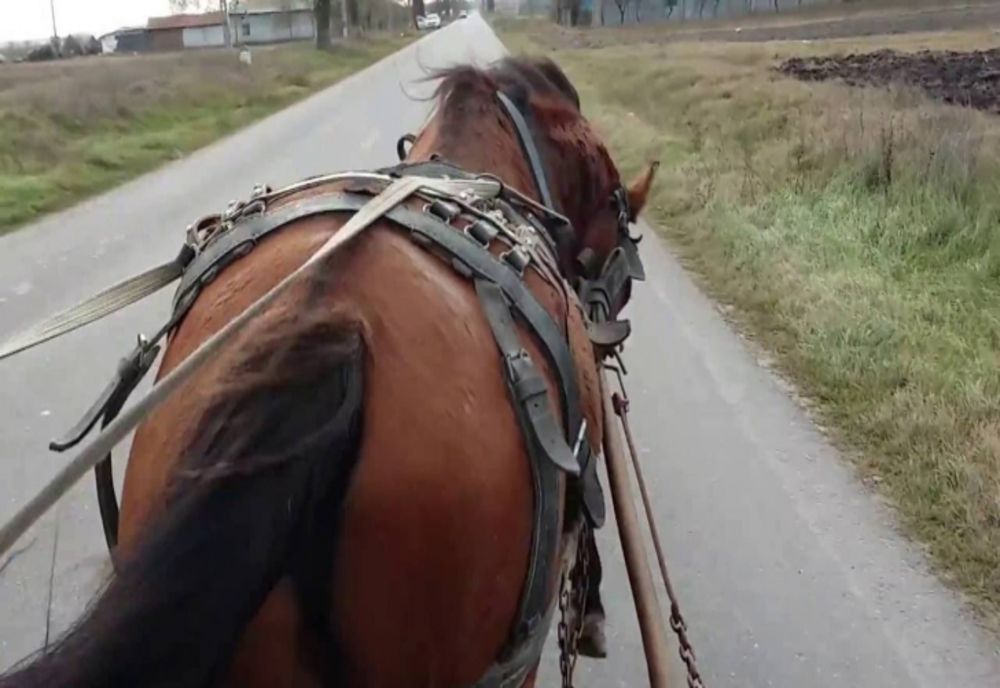 Tânăr din județul Cluj, cu dosar penal în Bistrița-Năsăud! A condus beat un atelaj hipo