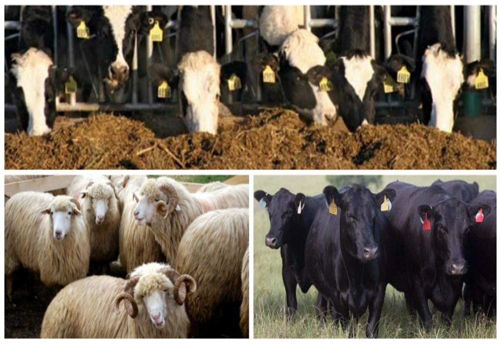 APIA: Sprijin financiar de peste 26 milioane de lei pentru crescătorii de animale