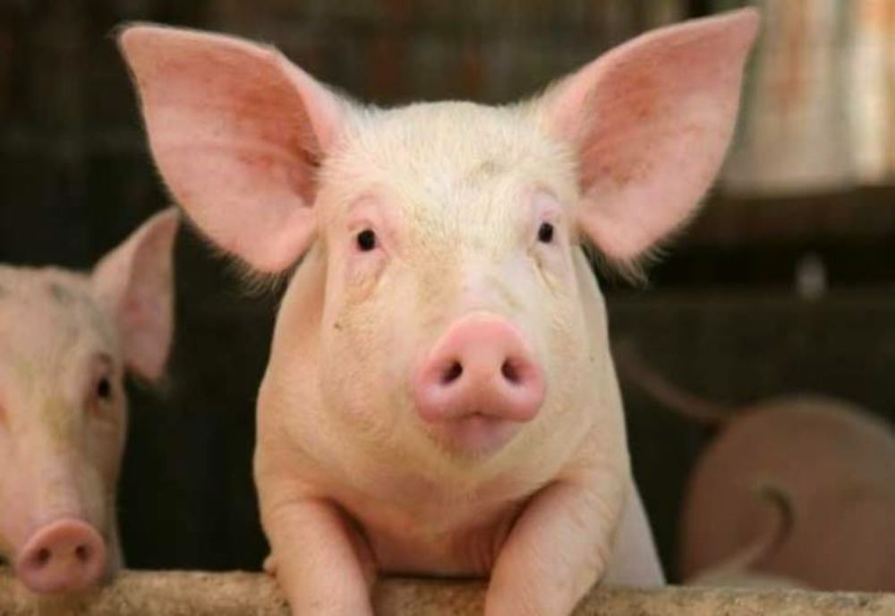 PESTE 600 DE PORCI MORȚI ÎNTR-UN INCENDIU 