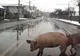 VIDEO | Porci, la plimbare pe un bulevard din Cluj-Napoca