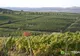 Noi tehnologii pentru viticultura viitorului - Dronele care îi vor ajuta pe fermieri