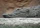 O nouă specie de crocodil, descoperită de către cercetătorii UBB