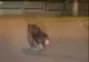 Puiul de urs care se plimbă de două zile pe străzile din Câmpia Turzii nu a fost prins