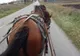 Tânăr din județul Cluj, cu dosar penal în Bistrița-Năsăud! A condus beat un atelaj hipo