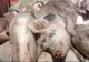 Nou focar de pestă porcină, în Bistrița-Năsăud! Zona de supraveghere se întinde până în județul Cluj