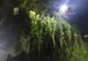 Cultură cu peste 40 de plante de cannabis descoperită într-o pădure de lângă Cluj-Napoca (FOTO)