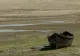 Dunărea a ajuns la un nivel record de scăzut. Ce arată imaginile din satelit de la granița României