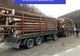 FOTO | Bărbaţi reţinuţi pentru furt de arbori! A fost confiscat şi un camion