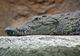 O nouă specie de crocodil, descoperită de către cercetătorii UBB