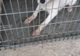 VIDEO | Caz şocant în judeţul Cluj: un bărbat şi-a violat câinele