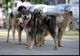 Consiliul Județean Cluj se alătură luptei împotriva abuzurilor față de animale