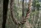 Tânărul de 20 de ani din Floreşti dat dispărut ieri a fost găsit spânzurat într-o pădure