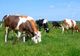 APIA începe  eliberarea de adeverinţe pentru solicitanţii schemei de ajutor de stat în sectorul creşterii animalelor pentru anul 2022