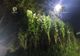 Cultură cu peste 40 de plante de cannabis descoperită într-o pădure de lângă Cluj-Napoca (FOTO)
