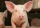 PESTE 600 DE PORCI MORȚI ÎNTR-UN INCENDIU
